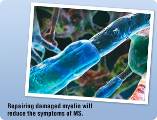 MS and Myelin Repair